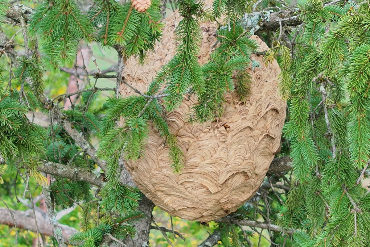 Das Nest befand sich an einer Tanne und wurde heruntergeholt.