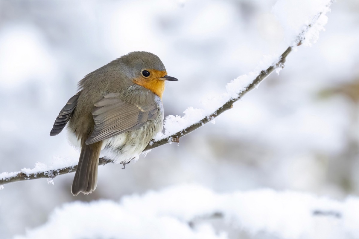 Das Rotkehlchen ist Vogel des Jahres 2025. Es zeigt wenig Scheu vor Menschen und erfreut auch im Winter mit seinem orangen Brustfleck und klarem, melodiösen Gesang. An der Aktion «Stunde der Wintervögel» war es der siebthäufigst gesichtete Vogel in Siedlungsgebieten.