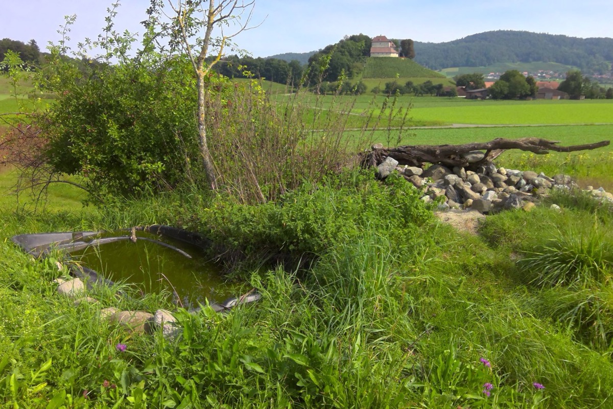 Strukturen in einer Naturwiese nahe Girsberg schaffen Lebensraum für verschiedene Tierarten.