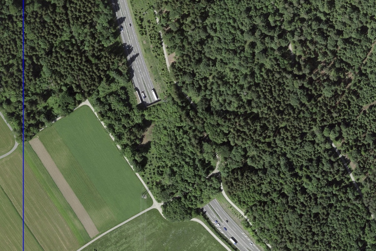 Eine der Ersatzaufforstungen: 500 Quadratmeter auf der Wildüberführung Höchi bei Uster.