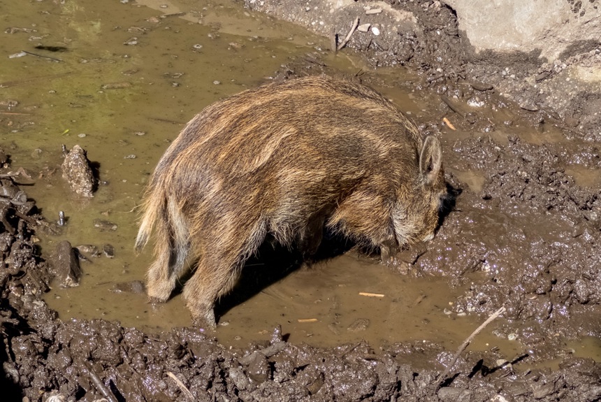 2307_4_wildschwein_frischling_vollmer_juerg8.jpg