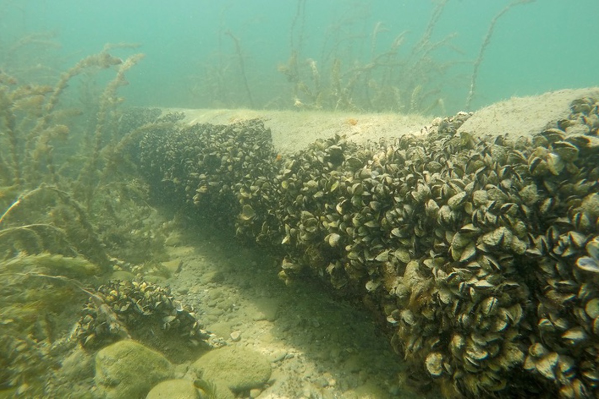 Ein Rohr im Genfersee voller Quaggamuscheln.