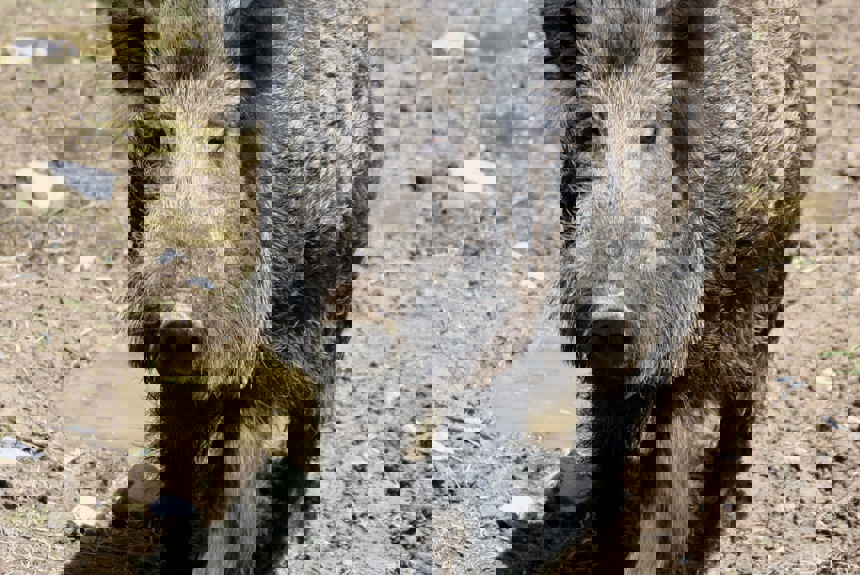 1212 4 Wildschwein By Harald Schottner Pixelio.De 21