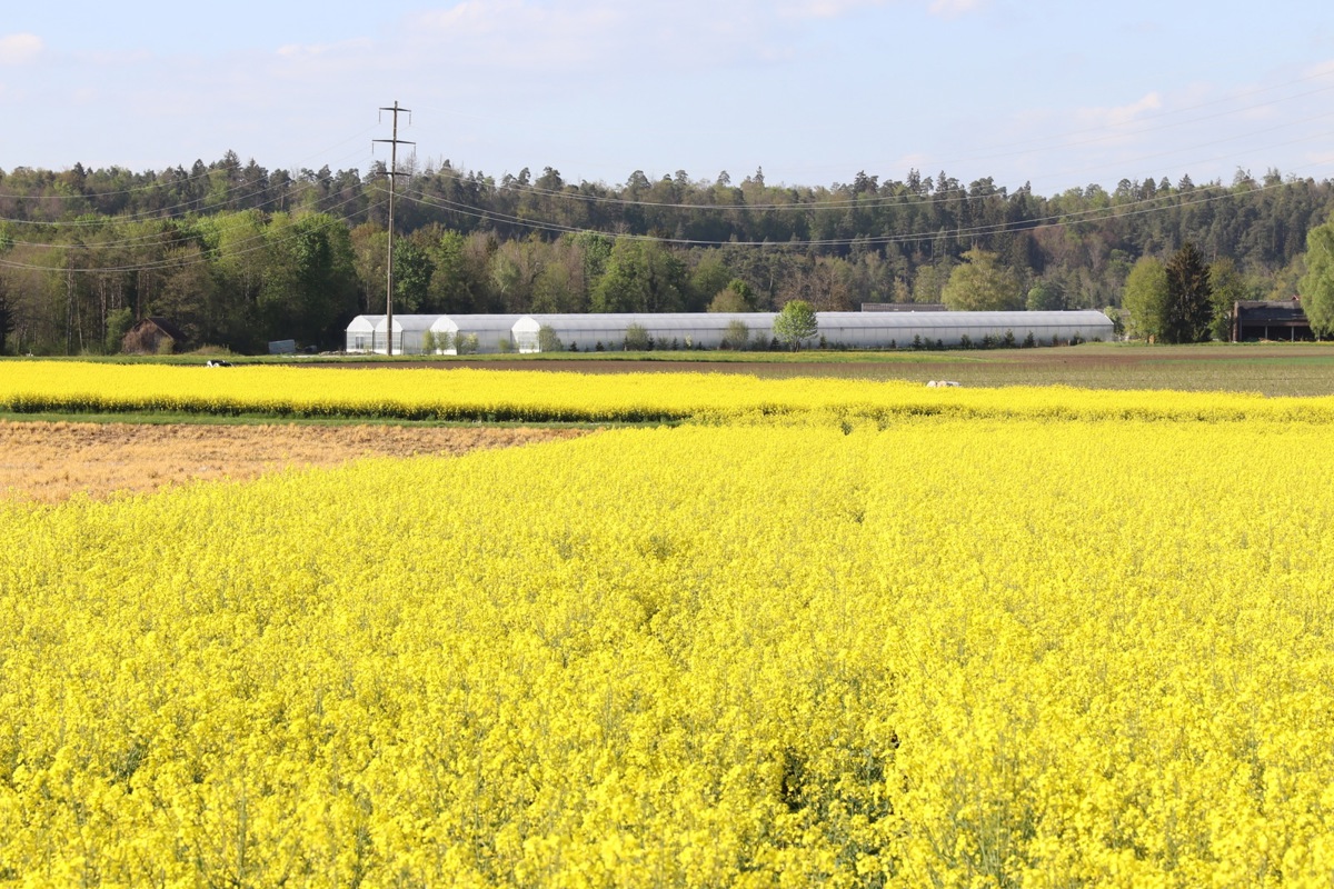 In Andelfingen ist dank einem Gestaltungsplan klar, wo im Niederfeld Gewächshäuser erstellt werden können. Die Abstimmung dazu fand an der Gemeindeversammlung im Dezember 2017 statt.