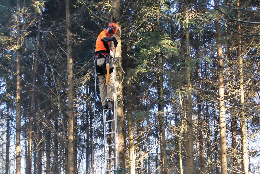 1401 5 Unterstammheim Holzgant 2025 Wertastung Romü4