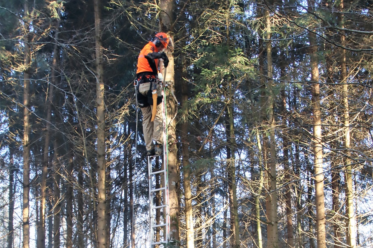 Für die Wertentastung an der 40-jährigen Fichte verlängerte Andrin Stadler die Leiter mehrmals bis auf zehn Meter Höhe. Klicken Sie auf das Bild für die Gesamtansicht.