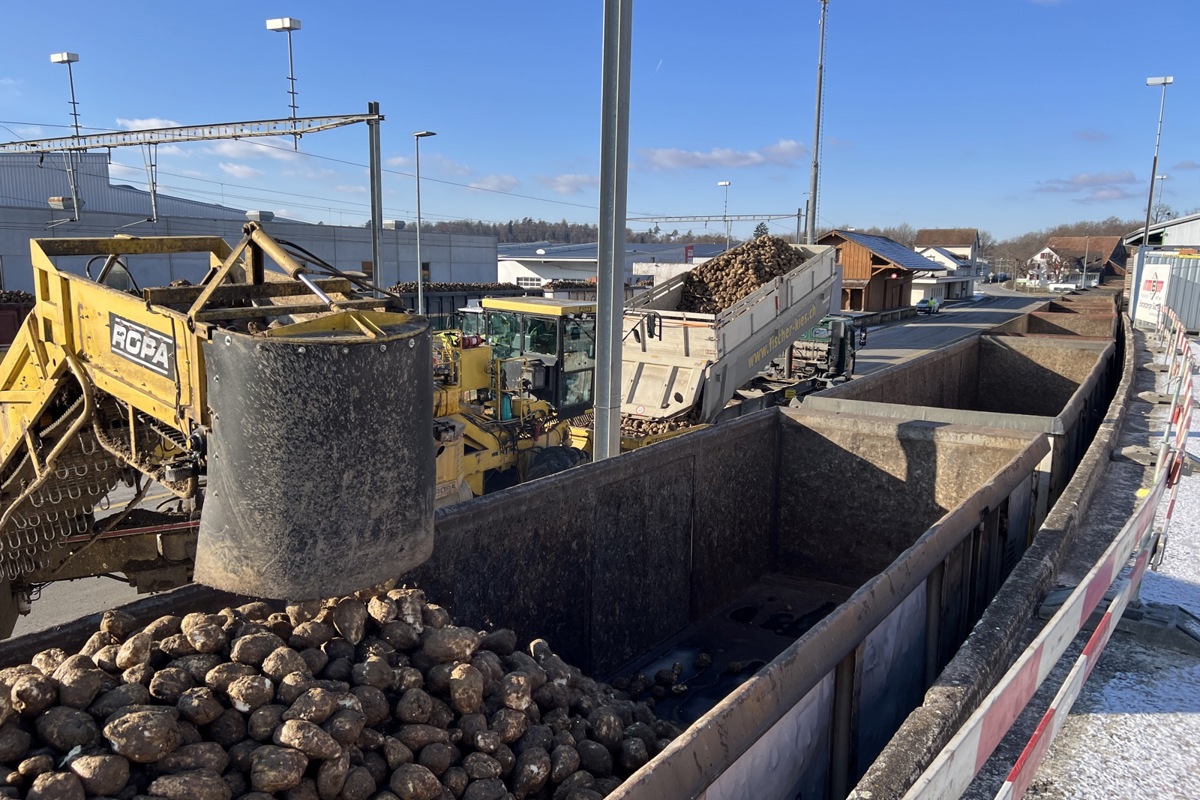 24 Bahnwagen können pro Tag verladen werden. Die Rampe neben dem ehemaligen Rübengleis (Blick zum alten Bahnhof) bräuchte es dafür nicht mehr.
