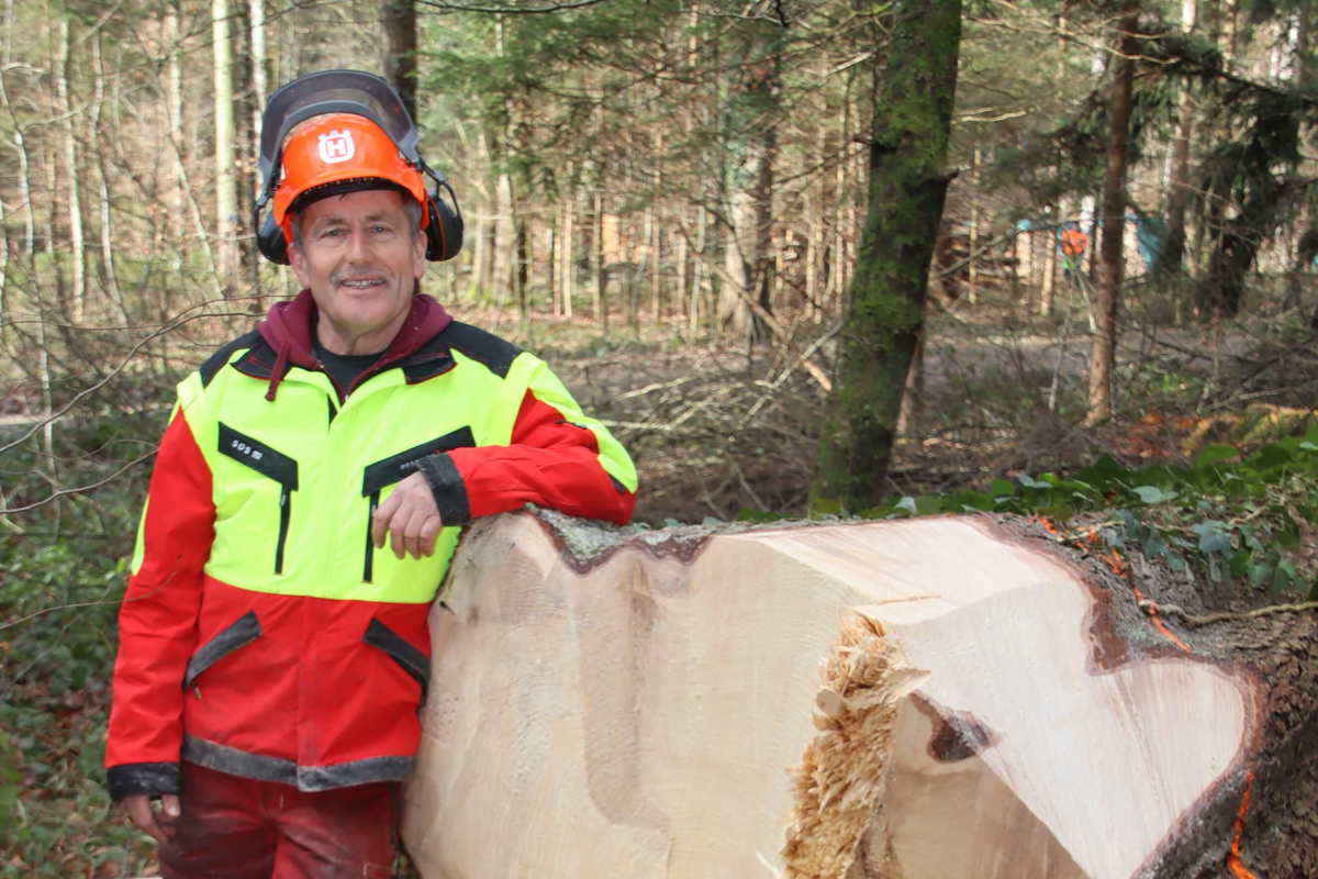 René Lang fällte zum Abschied aus dem Gemeindeforst eine rund 35 Meter lange Fichte.
