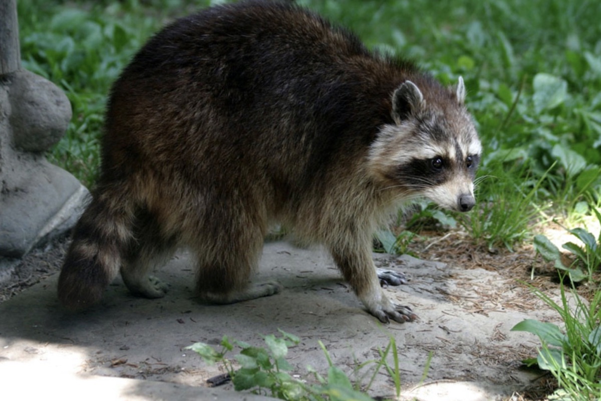 Waschbären sind etwa so gross wie Füchse und an ihrer Maske und dem gestreiften Schwanz erkennbar.