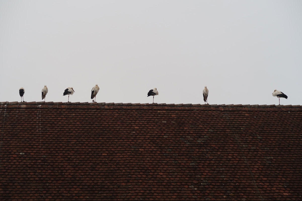 Als Schlafplatz für zwölf Störche (im Bild sieben) diente erstmals das Dach des Hauses «Chloster 3» in Berg am Irchel.