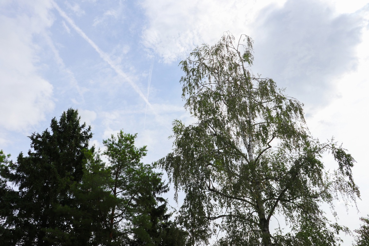 Die Birke (rechts) leidet unter längeren Trockenperioden, weil ihre Wurzeln meist nicht tief genug reichen, um Wasser aus tieferen Bodenschichten zu nutzen. Auch die flachwurzelnde Rottanne (links) hat grosse Mühe.