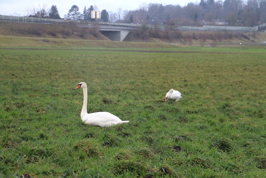 schwan-in-der-wiese2.jpg