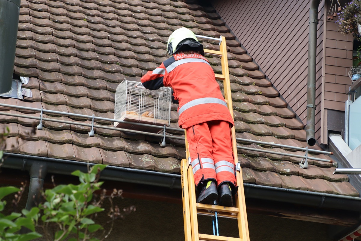 Die Jugendfeuerwehr konnte erfolgreich ein Büsi vom Dach retten.