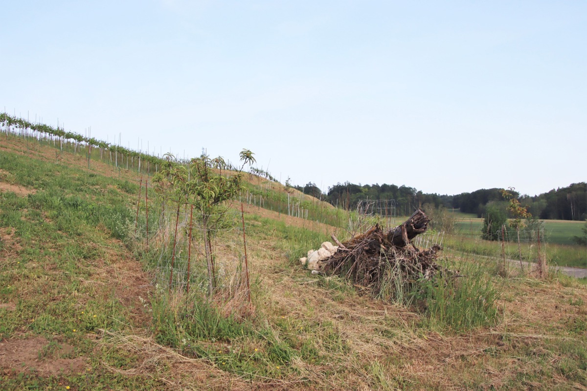 Strukturelemente aus Holz und Steinen bieten Tieren Lebensraum. Auch der Weinbergpfirsich darf hier wachsen.