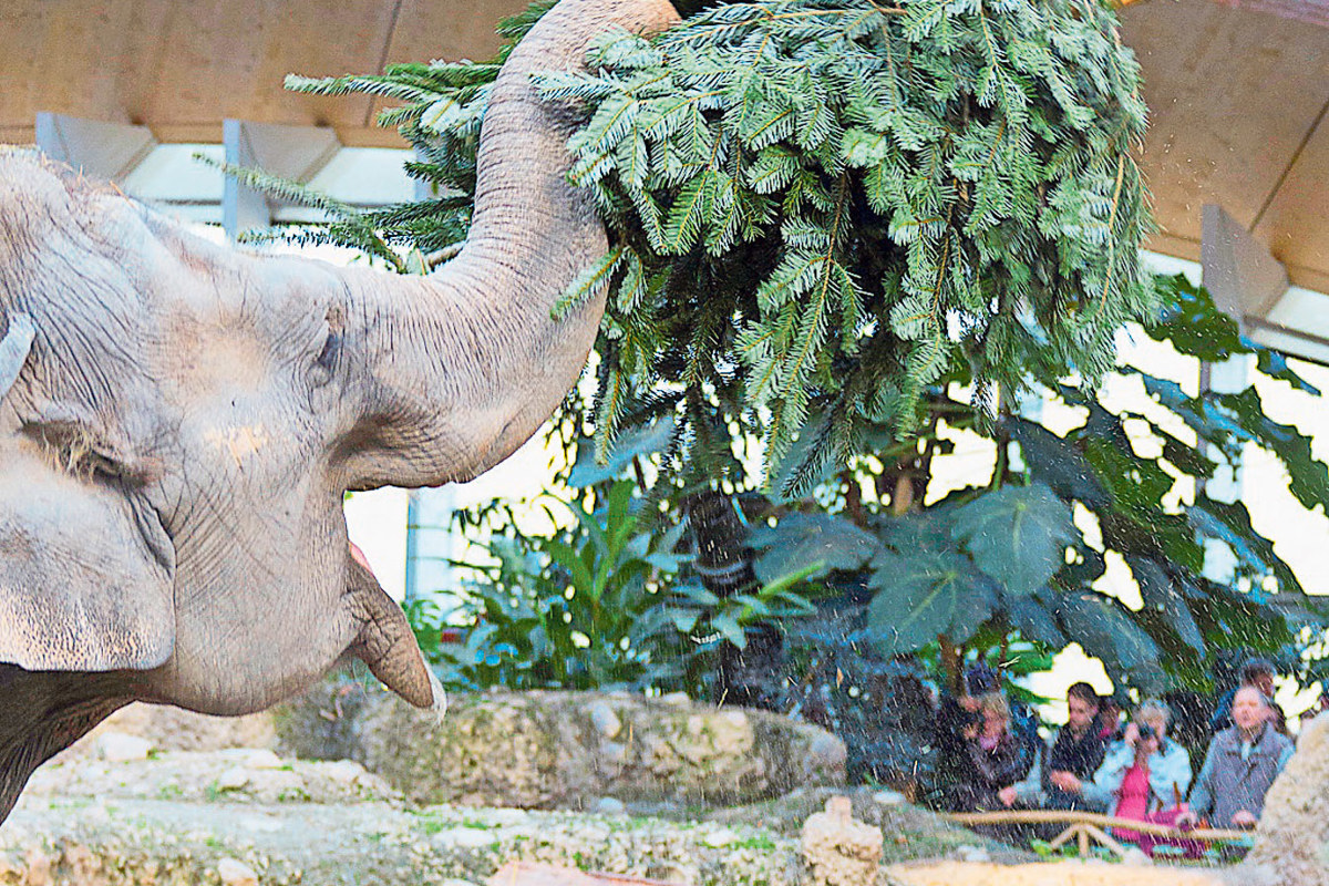 Im Zoo Zürich freuen sich verschiedene Tierarten über nicht verkaufte Tannenbäume, nicht aber über solche aus der Stube.