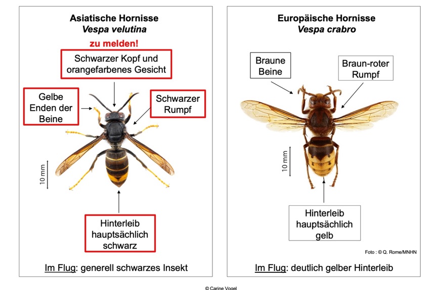 1907_11_asian-vs-european-hornet-de5.jpg