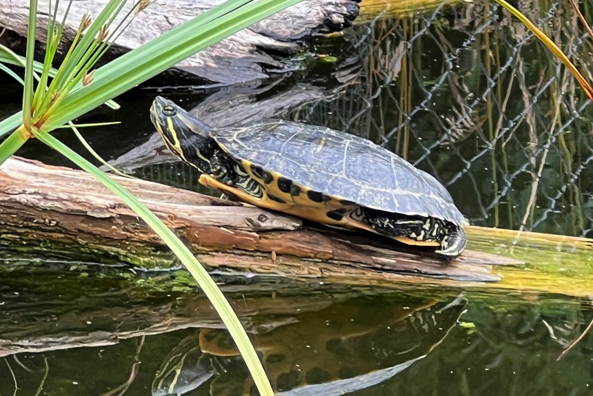 1907_7_marthalen_schildkroete_max_spa13.jpg