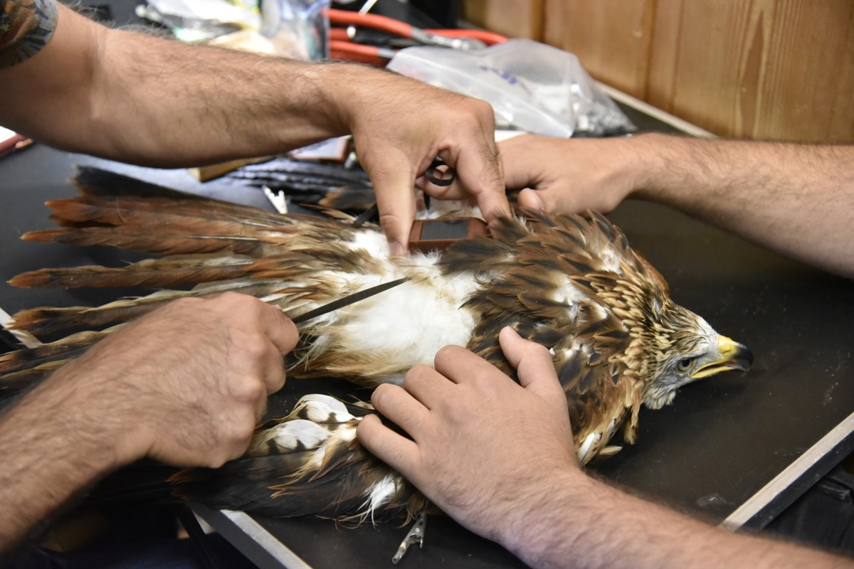 Jeder Sender wird individuell an den Greifvogel (hier ein Rotmilan) angepasst und dessen Sitz am stehenden Vogel überprüft.