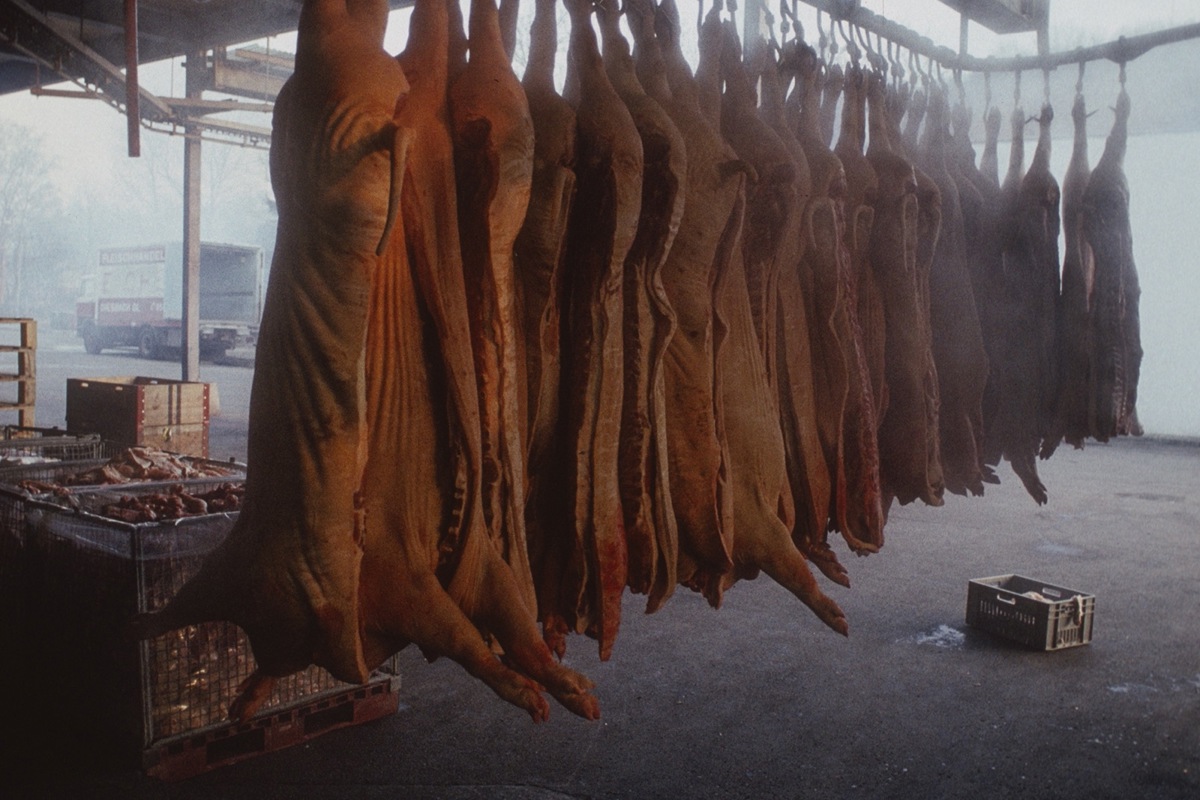 Schweinehälften im Schlachthof Winterthur. 1982 verlegte der grösste Auftraggeber Bell seine Schlachtungen nach Hinwil. Alle Versuche, den Betrieb weiterzuführen, scheiterten. Ein Jahr später musste der Schlachthof schliessen.