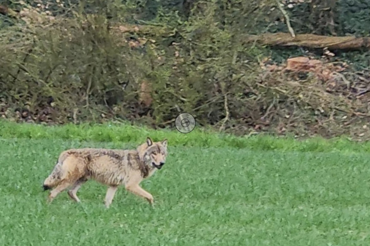 Bei dem Tier handelt es sich um die erste Wolfssichtung im Weinland.