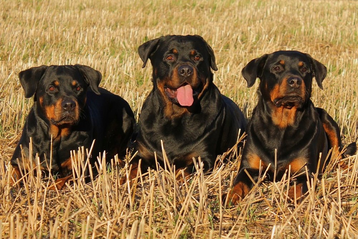 Rottweiler sind im Kanton Zürich ab dem 1. Januar 2025 verboten.