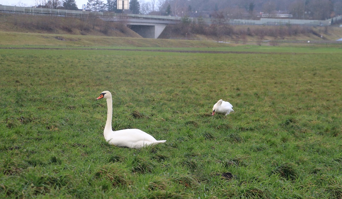 schwan-in-der-wiese2.jpg