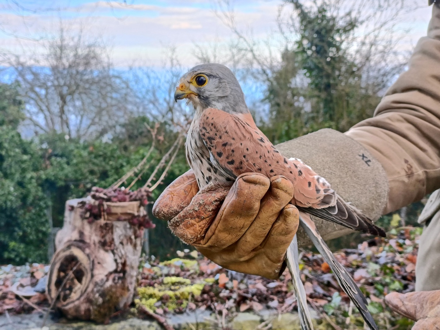 2701 1 Turmfalke Paneco15