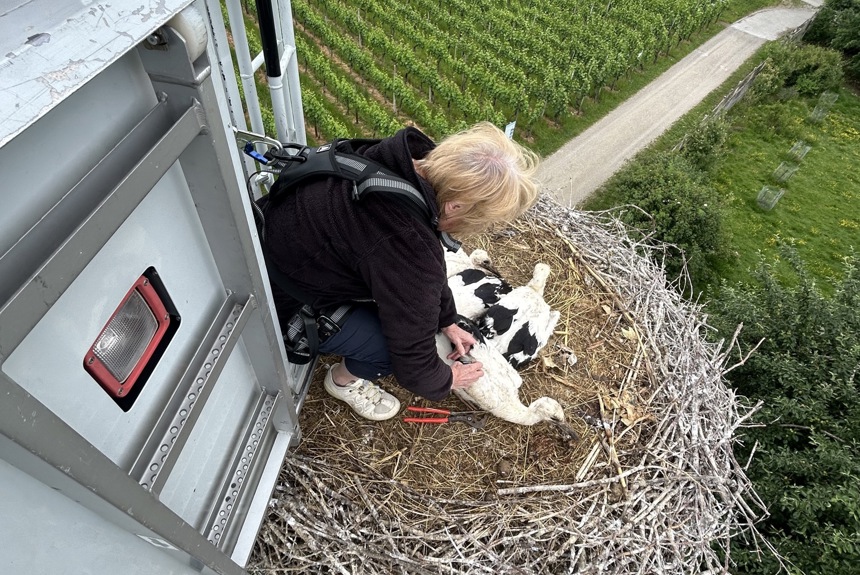 1206 9 Storchberingung Berg Am Irchel Zvg13