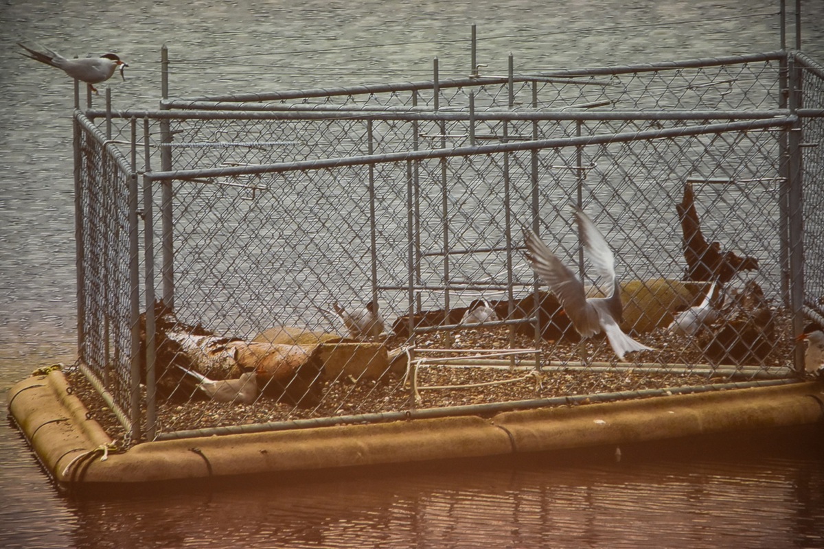 Auch im Husemersee soll es künftig ein solches Brutfloss für Flussseeschwalben geben.