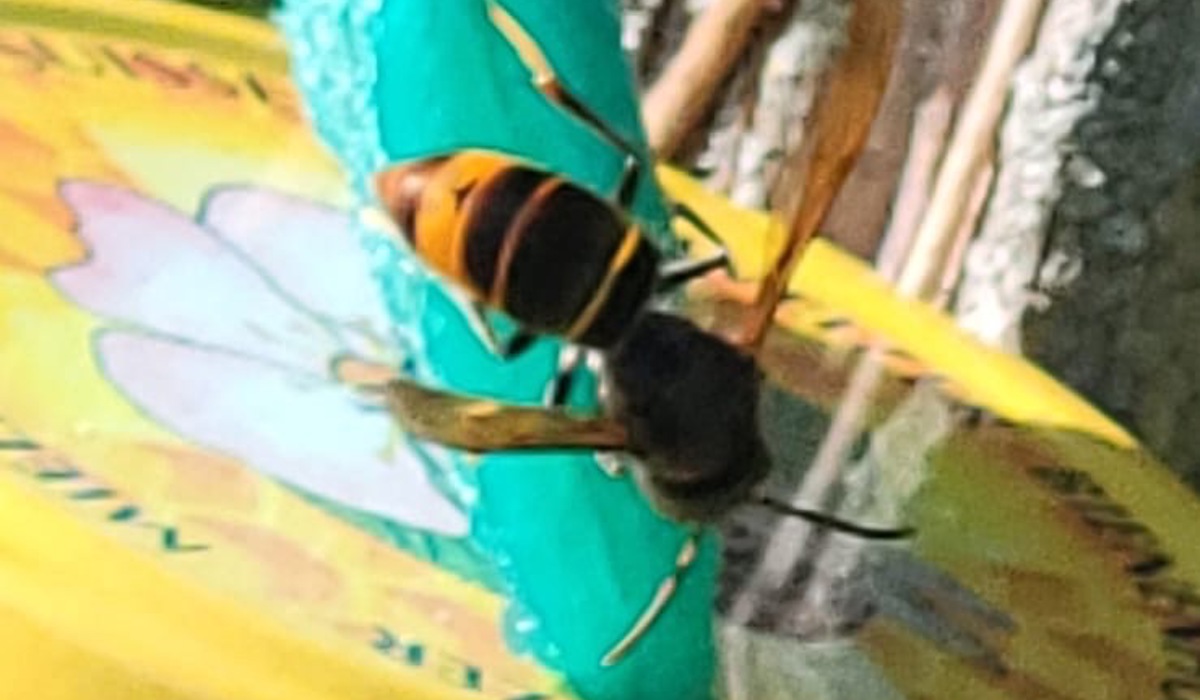 1010 3 Hornissen Lockstoff Zvg20