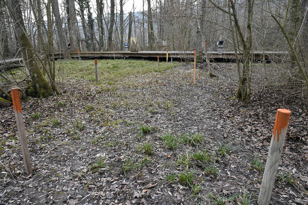 Um die Baumgruppen herum soll sich bald ein seichter Tümpel winden. Sobald die Baubewilligung erteilt ist, beginnen die Arbeiten. Geht es nach Plan, ist er zur Saisoneröffnung am 5. April angelegt.