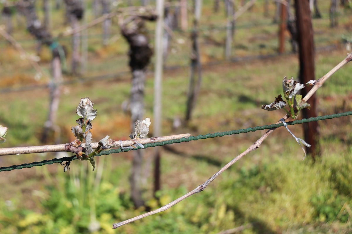 Der Frost zwischen dem 20. und 26. April sorgte nach einem sehr frühen Austrieb auch im Weinland für Schäden.