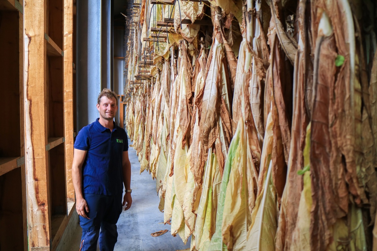 Die diesjährige Ernte des Burley-Tabaks hängt bei Ruben Keller bereits zum Trocknen in der Scheune. 