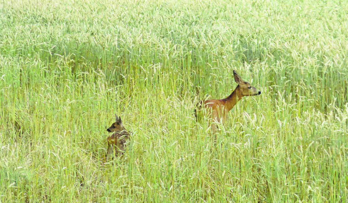 1105_rehe_schnupperabend_jagd_oskar-reutimann1.jpg