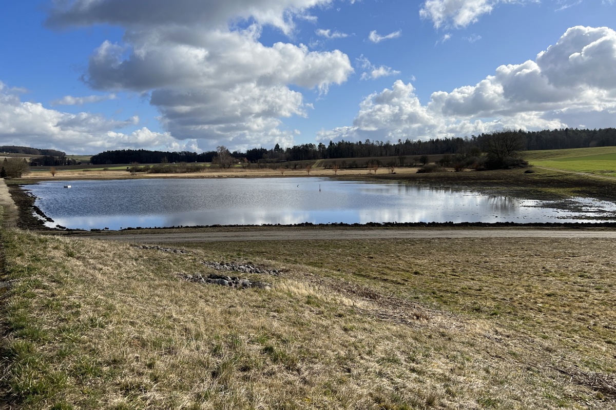 Der neu angelegte Weiher im Oerlingerried bietet bereits jetzt Lebensraum für diverse Tier- und Pflanzenarten.