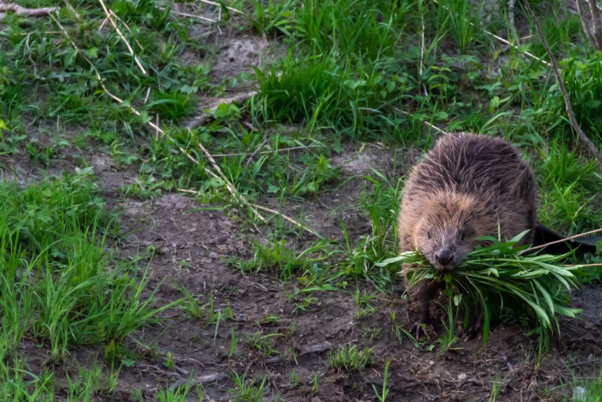 2502 3 Closeup Shot Cute Pine Vole Eating Grass Natural Environment18