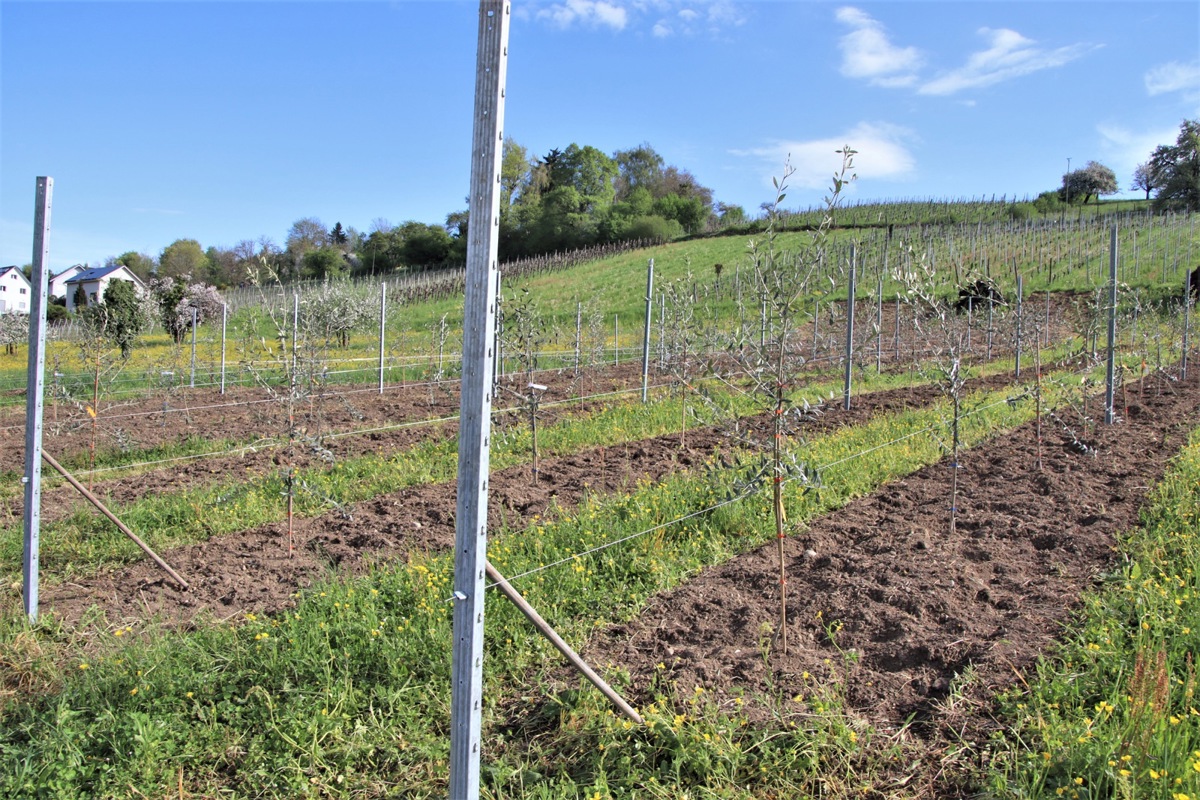 134 neu gepflanzte Olivenbäume sollen zukünftig für Weinländer Olivenöl sorgen.