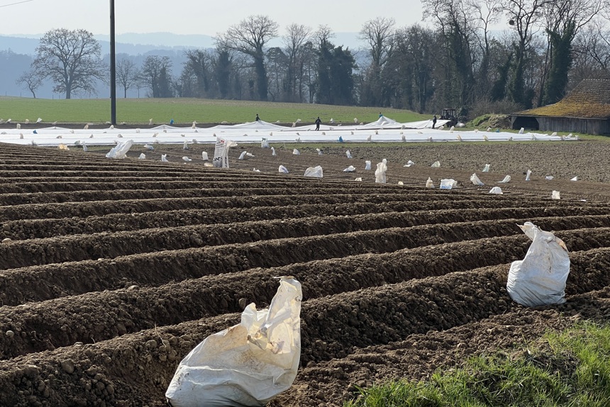 1703 7 Kartoffel Spa16