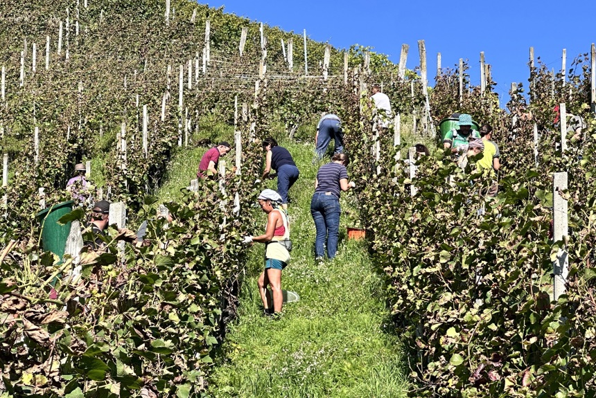 2609 21 Grab Rebberg Sm7